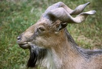 Capra falconeri - Markhor