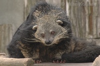 Arctictis binturong - Binturong