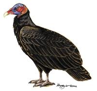 Image of: Cathartes burrovianus (lesser yellow-headed vulture)