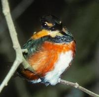 Image of: Chloroceryle aenea (American pygmy kingfisher)