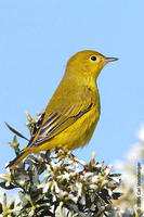 Image of: Dendroica petechia (yellow warbler)