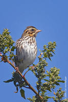 Image of: Passerculus sandwichensis (savannah sparrow)