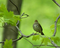 Image of: Seiurus aurocapilla (ovenbird)