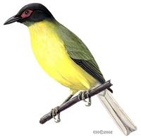 Image of: Sphecotheres viridis (Timor figbird)