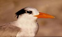 Image of: Sterna maxima (royal tern)