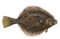 Image of: Pleuronectes platessa (European plaice)