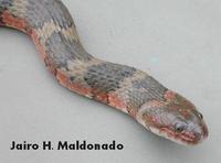 Image of: Helicops angulatus