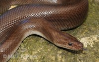 Epicrates maurus - Colombian Rainbow Boa