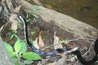 Chironius grandisquamis