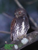 Chestnut-backed Owlet - Glaucidium castanonotum