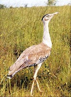 Indian Bustard - Ardeotis nigriceps