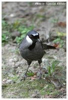 Black-throated Laughingthrush - Garrulax chinensis