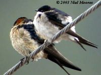 Northern House Martin - Delichon urbica