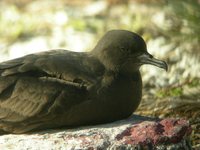 Christmas Shearwater - Puffinus nativitatis