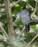 Barred Antshrike (Thamnophilus doliatus) photo