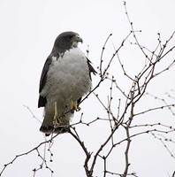 White-tailed Hawk (Buteo albicaudatus) photo