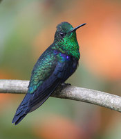 Green-crowned Woodnymph (Thalurania fannyi) photo