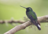 Purple-bibbed Whitetip (Urosticte benjamini) photo