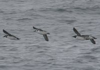 Common Murre - Uria aalge