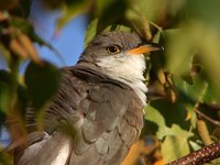 Yellow-billed Cuckoo - Coccyzus americanus