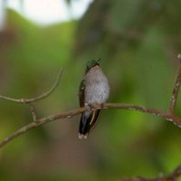 Violet-capped Woodnymph - Thalurania glaucopis