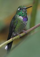 Purple-bibbed Whitetip - Urosticte benjamini