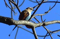 Raquet-tailed Roller - Coracias spatulata