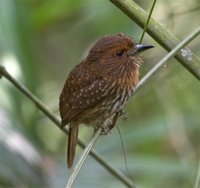 White-whiskered Puffbird - Malacoptila panamensis