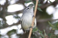 Caatinga Antwren - Herpsilochmus sellowi