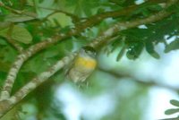 Green-backed Becard - Pachyramphus viridis