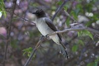 Common Bulbul - Pycnonotus barbatus