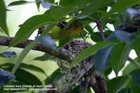 Common Iora - Aegithina tiphia
