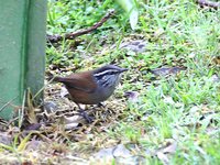 Gray-breasted Wood-Wren - Henicorhina leucophrys