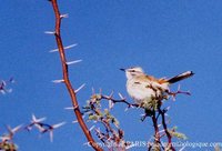 Kalahari Scrub-Robin - Cercotrichas paena