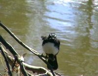 Willie-wagtail - Rhipidura leucophrys