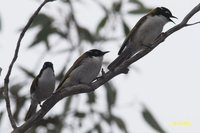 White-naped Honeyeater - Melithreptus lunatus