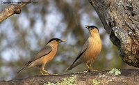 Brahminy Starling - Temenuchus pagodarum