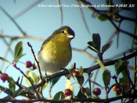 Yellow-throated Vireo - Vireo flavifrons