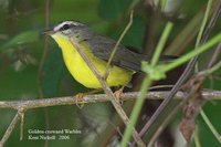 Golden-crowned Warbler - Basileuterus culicivorus