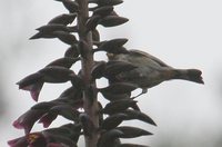 Band-tailed Seedeater - Catamenia analis