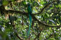 Resplendent Quetzal