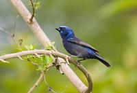 The Blue Bunting (Cyanocompsa parellina)