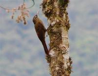 Montane Woodcreeper