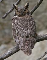Great Horned Owl May 06