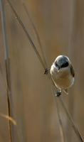 Penduline Tit Flickr