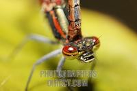 Large Red Damselfly ( Pyrrhosoma nymphula ) pair , Germany stock photo