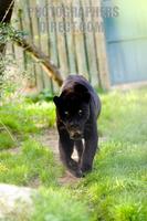 Photo of a Black Jaguar stock photo