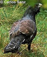 Capercaillie (Tetrao urogallus)