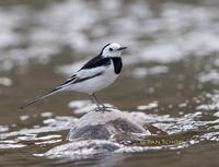 White wagtail leucopsis C20D 02048.jpg