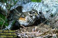 Drozd cvrcala (Turdus iliacus)